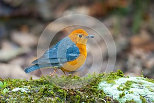 Orange-headed thrush