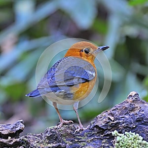 Orange-headed Thrush