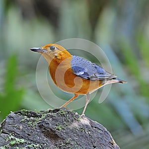 Orange-headed Thrush