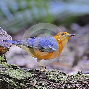 Orange-headed Thrush