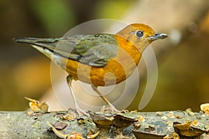 Orange-headed Thrush