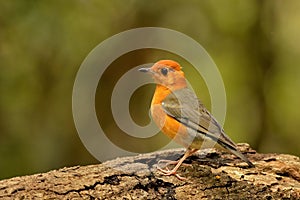 Orange-headed Thrush.