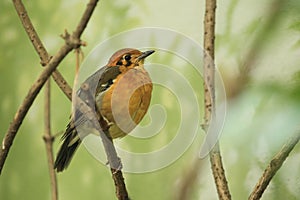 Orange-headed thrush