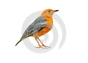 Orange-headed Thrush