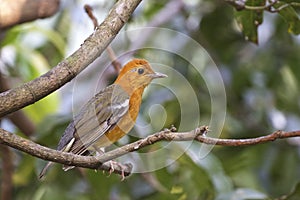 Orange-headed thrush