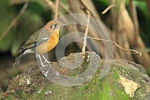 Orange-headed thrush