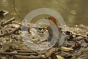 Orange headed thrush at Bhitarkanika national park