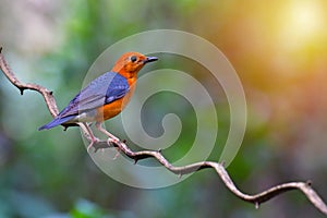 Orange headed Thrush Bird