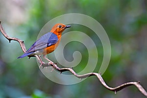 Orange headed Thrush Bird