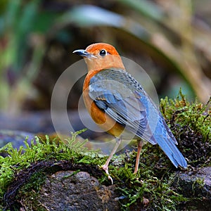 Orange-headed Thrush Bird