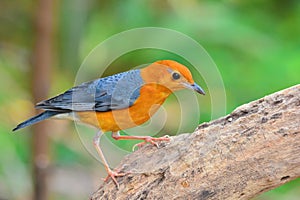 Orange-headed Thrush bird