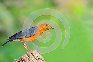 Orange-headed Thrush bird