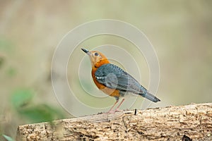 Orange headed Thrush bird [Zoothera citrina]