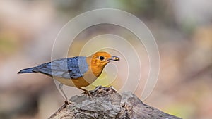 Orange-headed Thrush Eating Live Worm