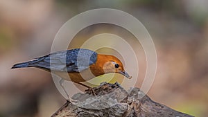 Orange-headed Thrush Eating Live Worm