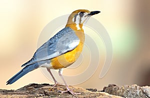 Orange-headed thrush forging in ground for food