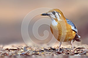 Orange-headed thrush forging in ground for food