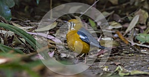 Orange-headed thrush or Geokichla citrina