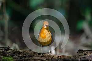 Orange-headed thrush Geokichla citrina