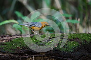 Orange-headed thrush Geokichla citrina