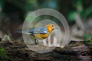 Orange-headed thrush Geokichla citrina