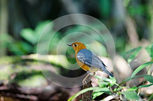 Orange-headed thrush Geokichla citrina