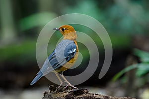 Orange-headed thrush Geokichla citrina