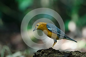 Orange-headed thrush Geokichla citrina