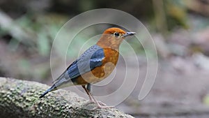 Orange-headed Thrush Geokichla citrina beautiful male birds of Thailand