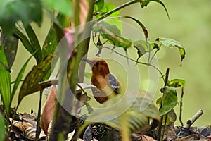 The orange-headed thrush Geokichla citrina is a bird in the thrush family. It is common in well-wooded areas of the Indian photo