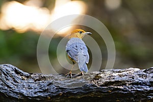 Orange headed thrush on the log