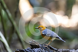 Orange-headed thrush on the log