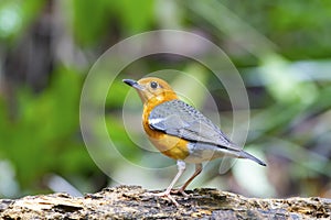 Orange-headed thrush on the log