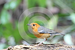 Orange-headed thrush on the log