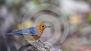 Orange-headed Thrush Looking For Food