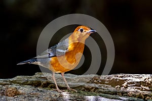 Orange-Headed Thrush in natural behavior
