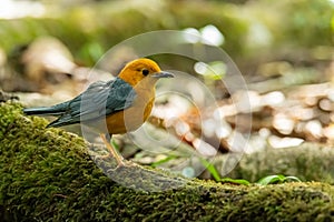 Orange-headed Thrush perching on big tree root covered with mos looking into a distance