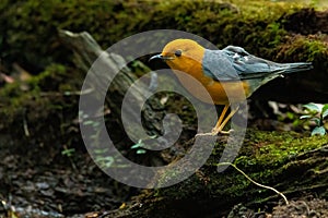 Orange-headed Thrush perching on rotten wood looking into a distance