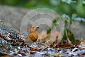 Orange headed Thrush  stand in the rain forest