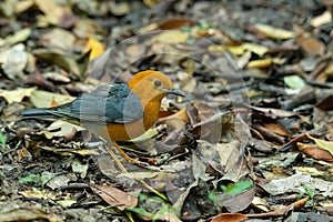Orange-headed Thrush standing on leafy ground looking into a distance