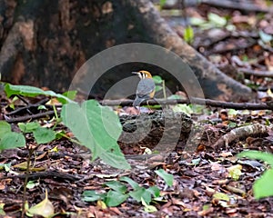 Orange-headed thrush standing on a rock on the forest floor