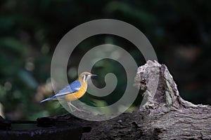 orange headed thrush on a tree branch ( Geokichla citrina