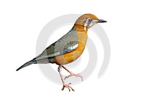 Orange-headed Thrush (white-throated), CUT-OUT, CUT OUT, CUTOUT