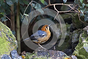 Orange headed Thrush (Zoothera citrina)