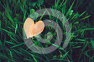 Orange heart-shaped leaf lying on fresh green grass, autumn background. Symbol fall concept, red love.