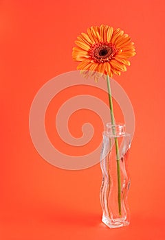 Orange herbera in vase photo