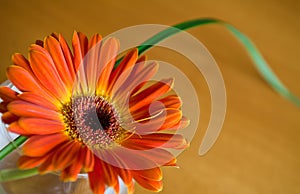 Orange herbera in a vase photo