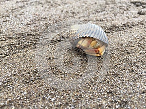 A orange hermit crab in a black shell curled up for protection on a sandy beach
