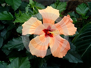 Orange Hibiscus 2