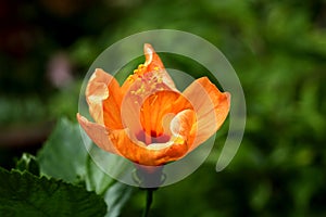 Orange hibiscus